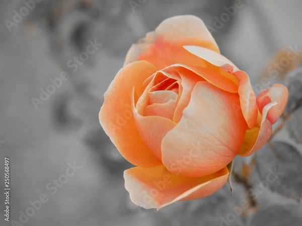 Obraz Peach garden rose with gray background