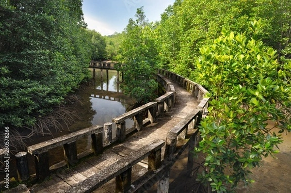 Obraz Cement walkway in mangrove forest on tropical Koh Chang island in Thailand