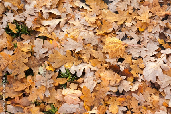 Obraz Wet fallen oak leaves with water drops on ground in forest.