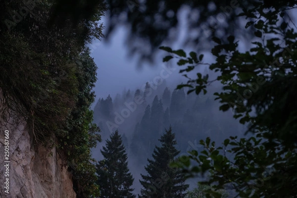 Obraz pines forest with fog