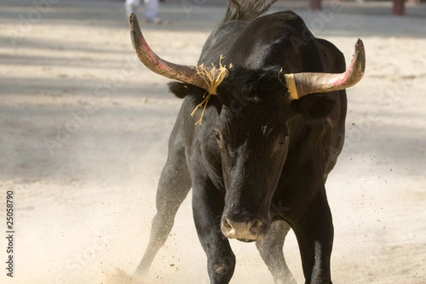 Obraz Rasa Camarguan