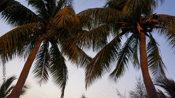 Fototapeta Tropical palm tree with sun light on sunset sky and cloud abstract background