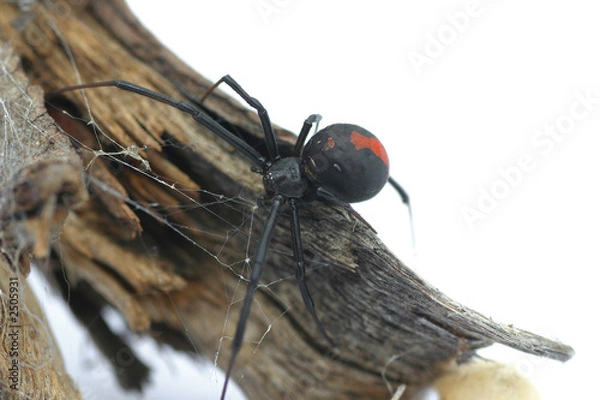 Fototapeta redback spider