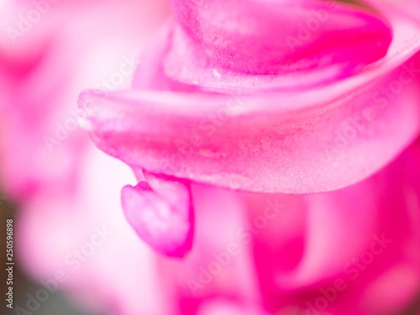 Obraz Close up of flower for design wall paper background 