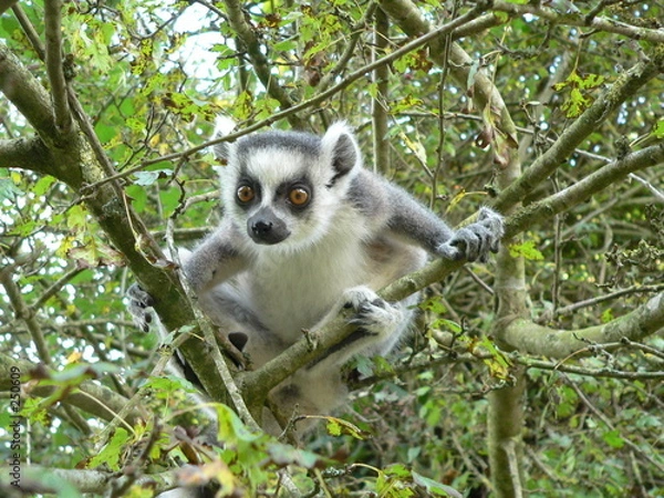 Obraz cerza - lemurien