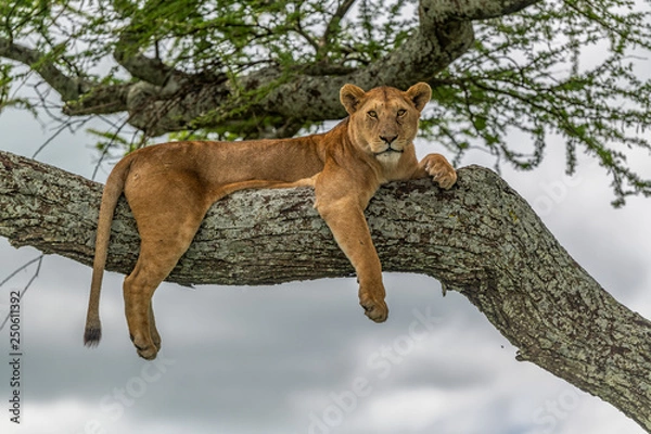 Obraz Lioness resting high up in a tree.  An alert lioness on a large branch in an acacia tree in Serengeti National Park, Tanzania. She is looking for prey, after the long rains. Panthera Leo.