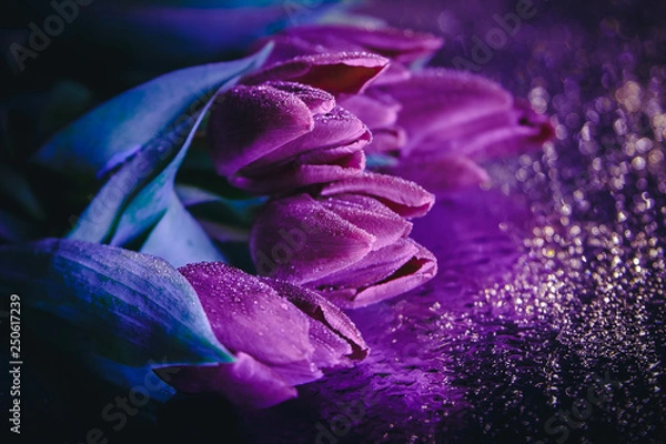 Fototapeta Purple tulips lie on the mirror with drops of water
