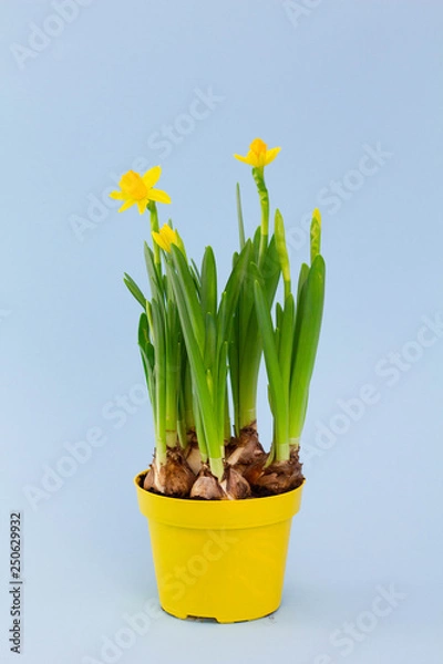 Fototapeta Young spring narcissus flowers in pot on pastel blue background, symbol of the beginning of spring, vertical