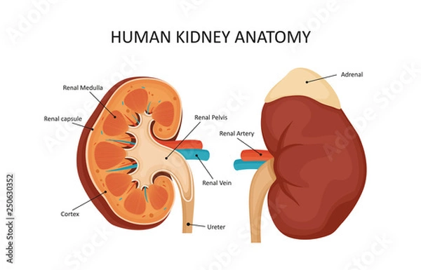 Obraz Human kidney anatomy