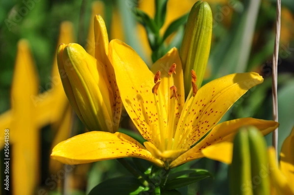 Fototapeta yellow lily