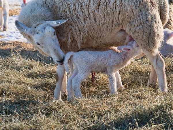 Obraz Ewe with newborn lamb