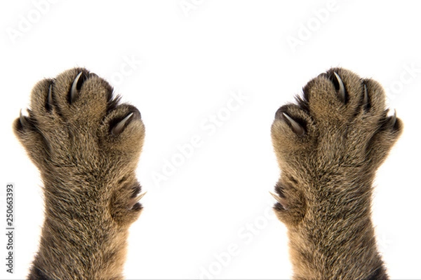 Fototapeta cat paws with claws on white background