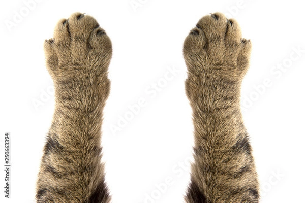 Fototapeta cat paws on white background