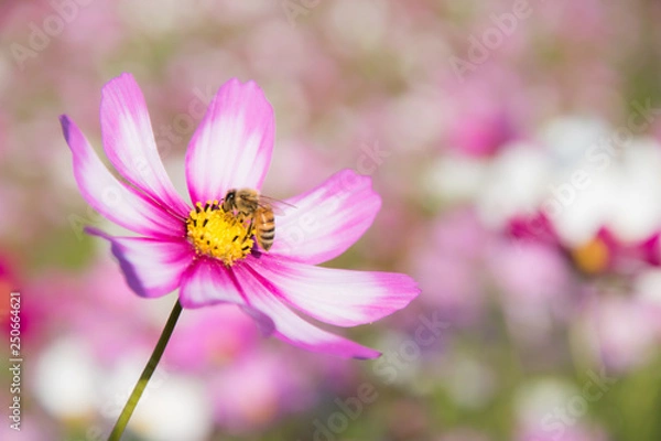 Fototapeta コスモス