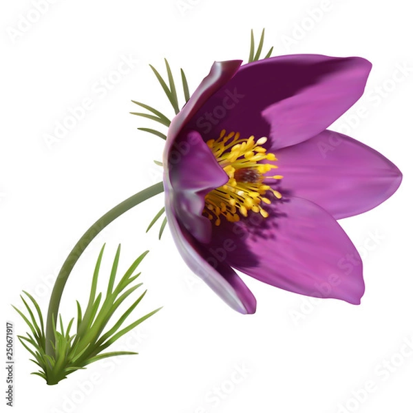 Fototapeta Eastern pasqueflower
