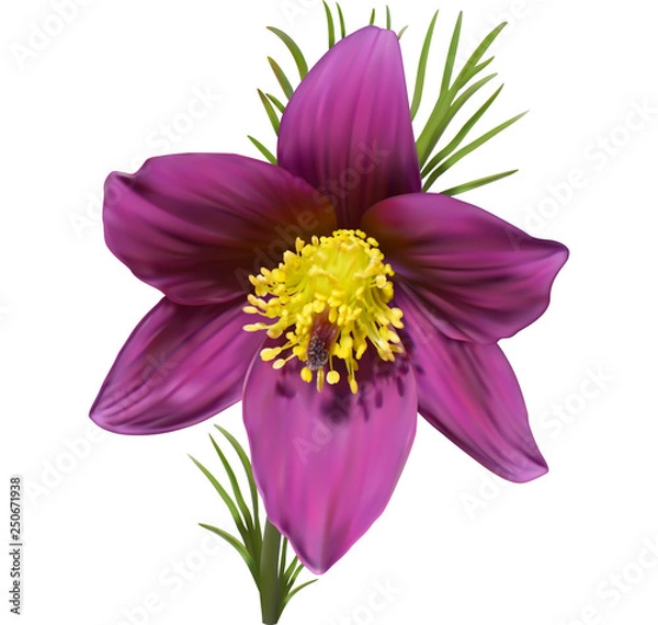 Fototapeta Eastern pasqueflower, purple
