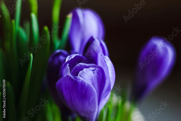 Obraz Violet spring flowers Crocus close-up