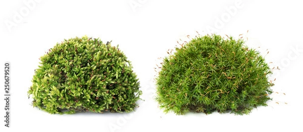Fototapeta Macro shot of growing moss on white background isolated
