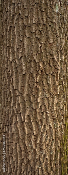 Obraz Relief texture of the brown bark of a tree with green moss on it. Vertical photo of a tree bark texture. Relief creative texture of an old oak bark.