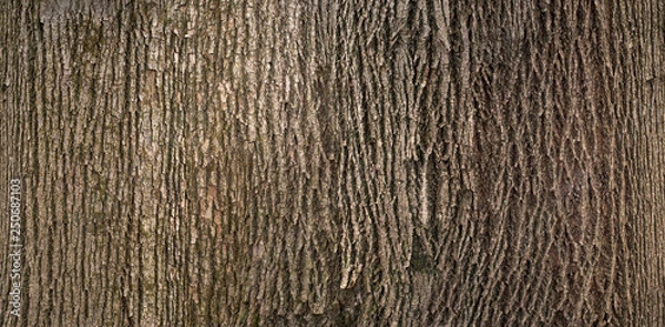 Fototapeta Embossed texture of the brown bark of a tree with green moss and lichen on it. Expanded circular panorama of the bark of an linden.