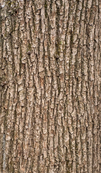 Fototapeta Relief texture of the brown bark of a tree with green moss on it. Vertical photo of a tree bark texture. Relief creative texture of an old oak bark.