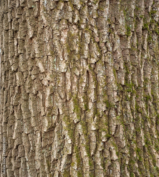 Fototapeta Relief texture of the brown bark of a tree with green moss on it. Vertical photo of a tree bark texture. Relief creative texture of an old oak bark.