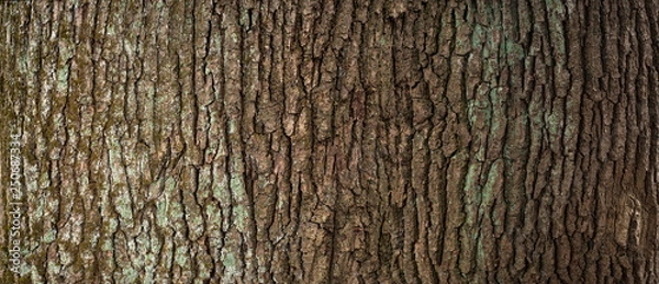 Fototapeta Wytłaczana tekstura brązowej kory drzewa z zielonym mchem i porostami. Rozszerzona okrągła panorama kory dębu.