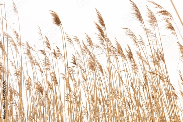 Obraz Plants in the wind