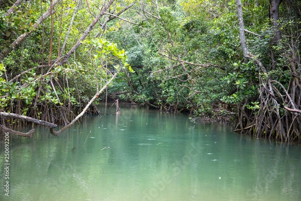 Obraz Daintree rainforrest 