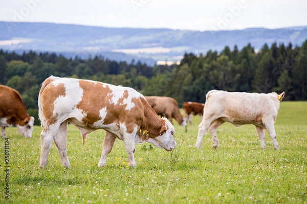 Obraz Red Holstein cows are grazing on a meadow
