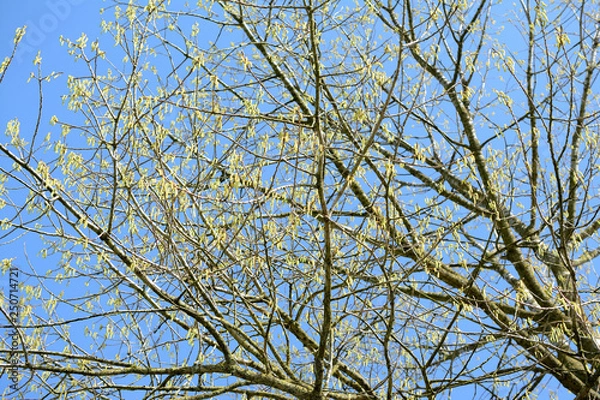 Fototapeta Catkins and buds of trees, A blue sky in the background.