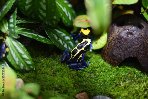 Fototapeta frog on the grass