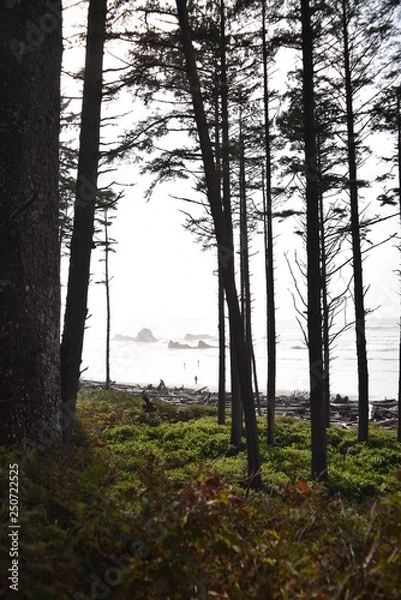Fototapeta Olympic National Park, Washington state. U.S.A. October 17, 2017. Ruby Beach.