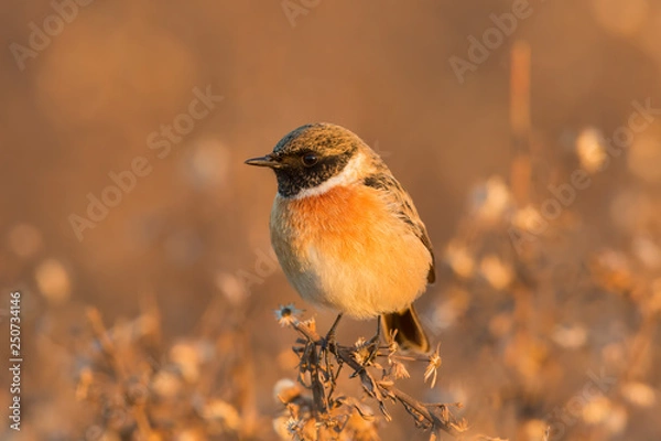 Obraz Stonechat 00002