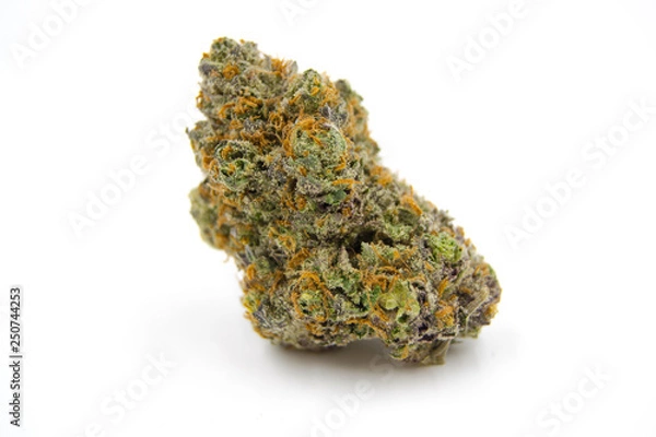 Fototapeta Cheese Master