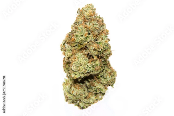 Fototapeta Lemon Tree 15