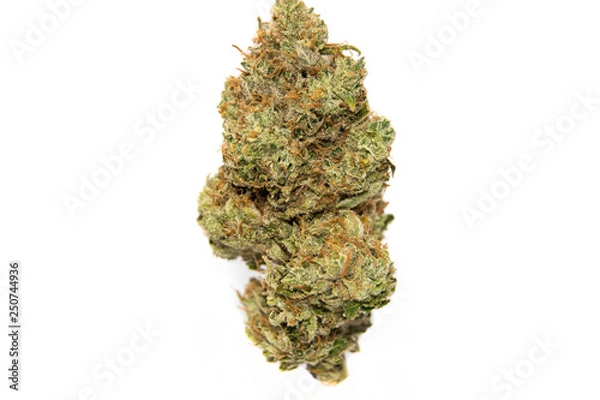 Fototapeta Lemon Tree