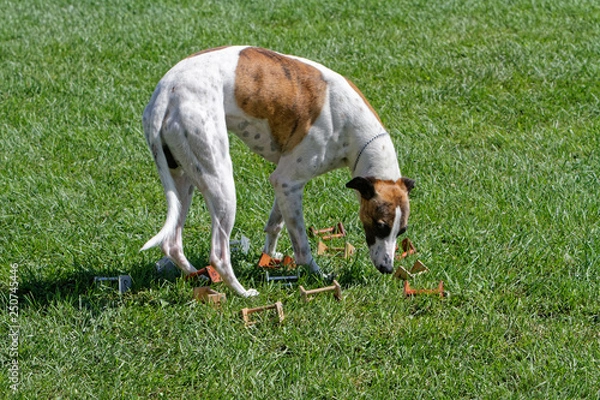 Obraz Whippet at Obedience Competition