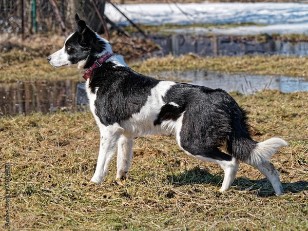 Obraz Molly, border collie pup