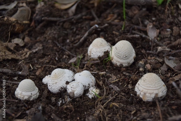 Fototapeta テングタケ