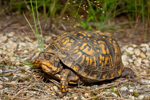 Fototapeta Eastern box turtle - Terrapene carolina