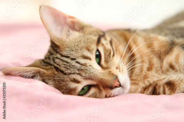 Obraz Bengal wacht auf