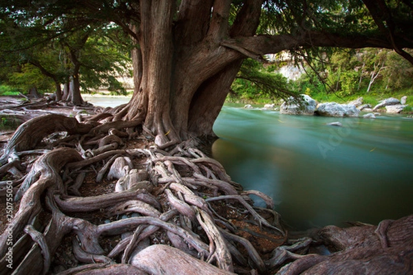 Obraz Cypress guadalupe state park and firefly