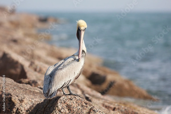 Obraz Brown pelican perched on  breakwater