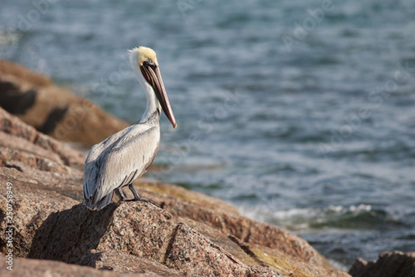 Obraz Brown pelican perched on  breakwater