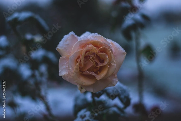 Obraz Rose in the Snow