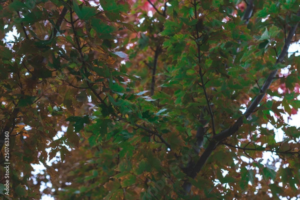 Fototapeta Green Leafs on Tree Branches