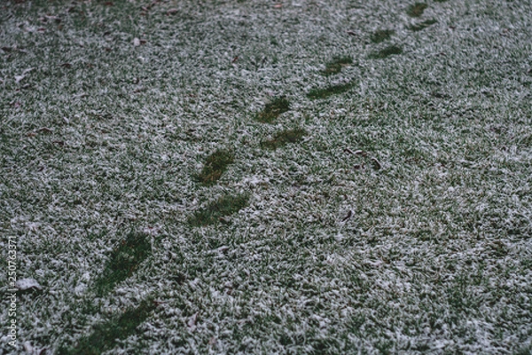 Fototapeta Steps in the Snow