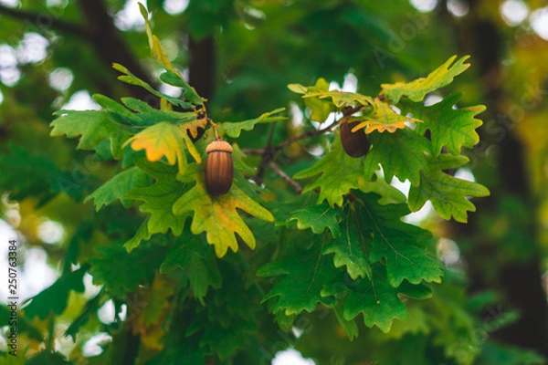 Fototapeta Acorns Resting on a Autumn Leaf