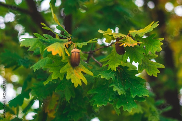 Obraz Acorns Resting on a Autumn Leaf